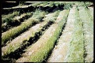 lawn-mowhack-02-th.jpg (11749 bytes)