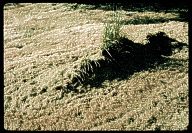 lawn-mowhack-03-th.jpg (13128 bytes)