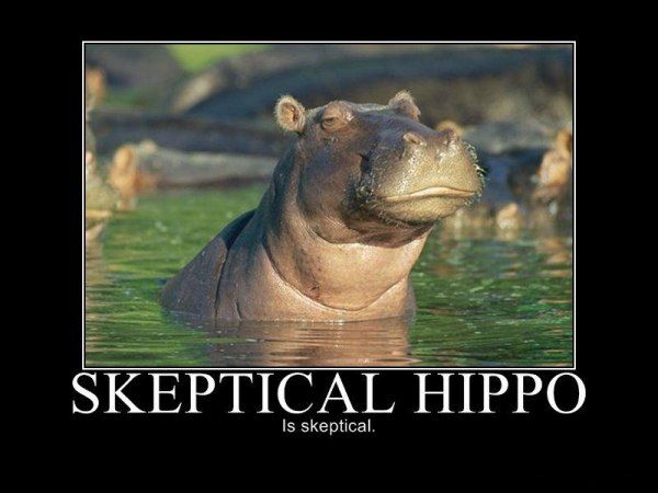 File:75fb6f5f skeptical hippo.jpg