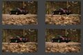 Thumbnail for version as of 05:00, 15 May 2026